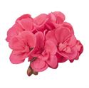 Afbeelding van Geranium Staand P12 Dolce Vita Lisa